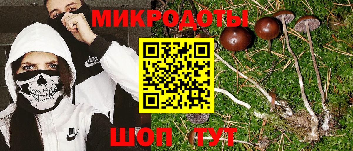 Галлюциногенные грибы Psilocybe Псков